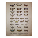 Antique print of Butterflies - Lithograph from 1887 - Brassicae - Original illustration