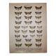 Gravure ancienne de Papillons - Lithographie de 1887 - Brassicae - Illustration originale