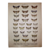 Antique print of Butterflies - Lithograph from 1887 - Brassicae - Original illustration