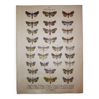 Antique print of Butterflies - Lithograph from 1887 - Brassicae - Original illustration