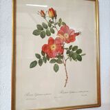 Lithograph PJ Redoute Old Rose