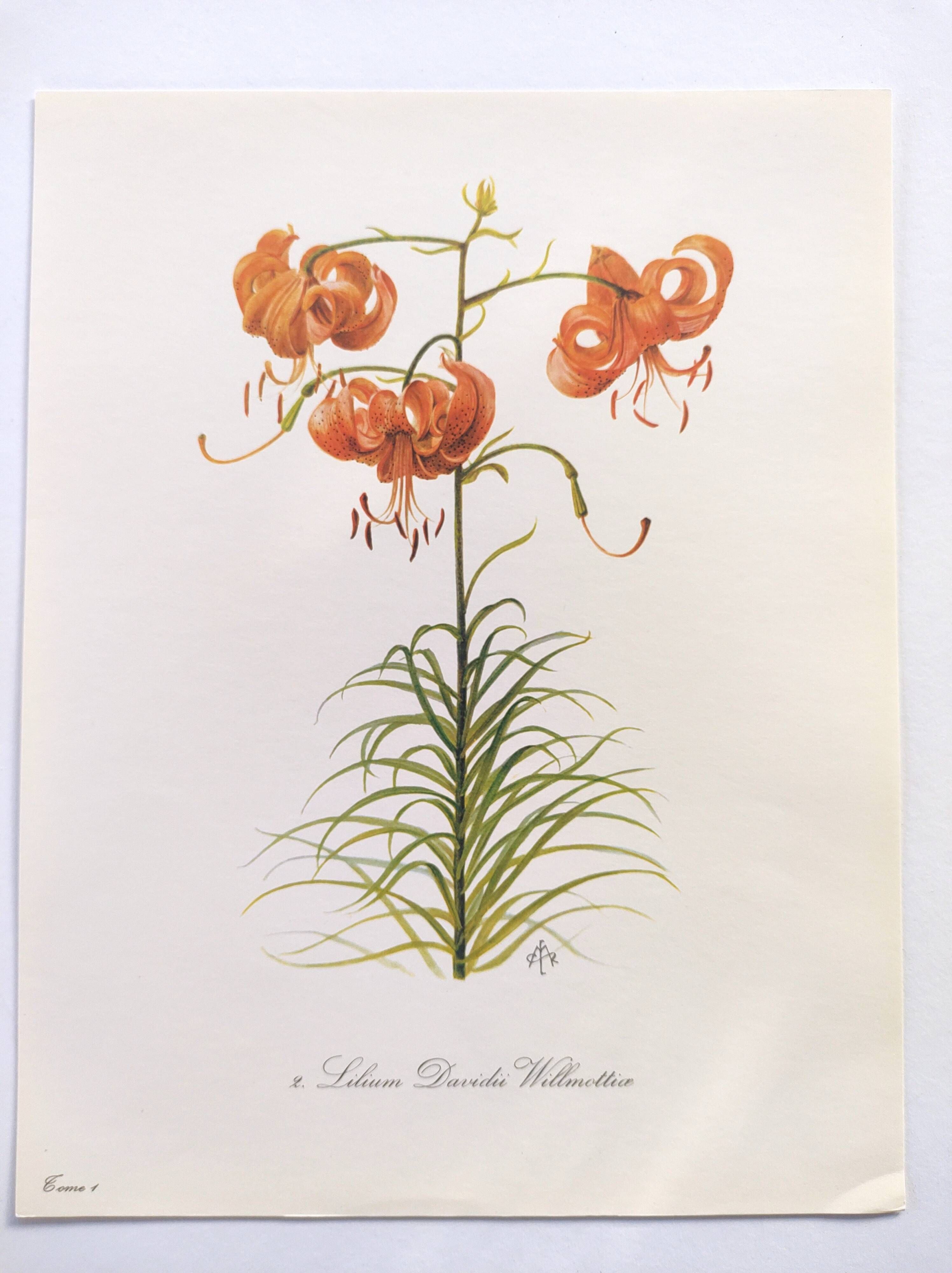 Vintage botanical plate from 1978 - Dracontia Parrot Tulip - Plant engraving - Lily watercolor