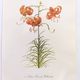 Vintage botanical plate from 1978 - Dracontia Parrot Tulip - Plant engraving - Lily watercolor