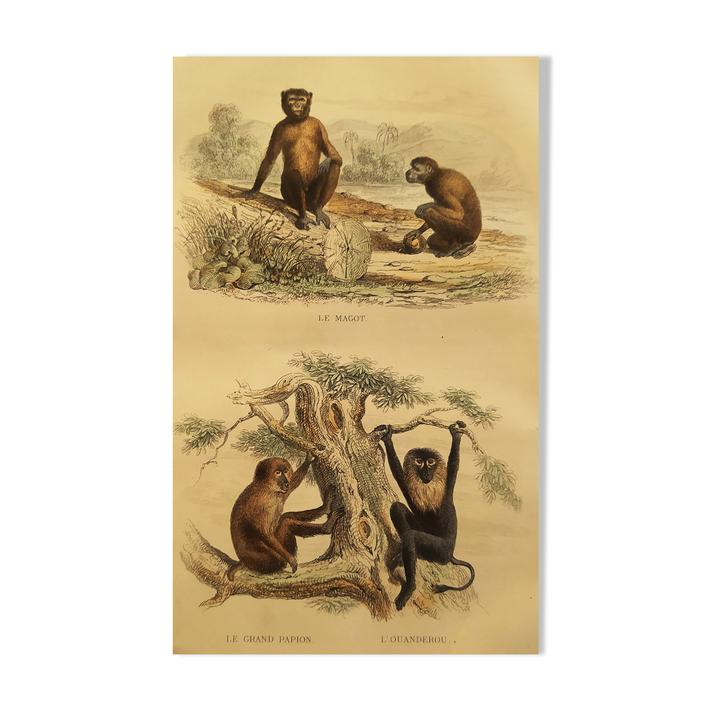 Original zoological board "Magot - Grand Papion - Ouanderou" Buffon 1840