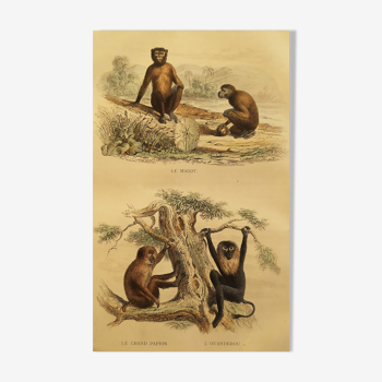 Original zoological board "Magot - Grand Papion - Ouanderou" Buffon 1840