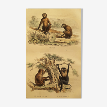 Planche zoologique originale "Magot - Grand Papion - Ouanderou" Buffon 1840