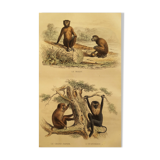 Original zoological board "Magot - Grand Papion - Ouanderou" Buffon 1840