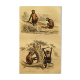 Planche zoologique originale "Magot - Grand Papion - Ouanderou" Buffon 1840