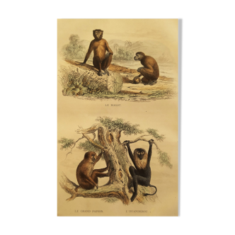 Planche zoologique originale "Magot - Grand Papion - Ouanderou" Buffon 1840