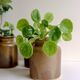 Old mustard pots