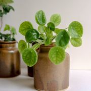 Old mustard pots