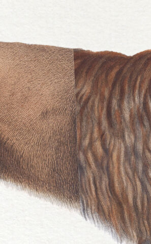 Chimera lithography animal engraving - the alpalion