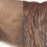 Chimera lithography animal engraving - the alpalion