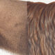 Chimera lithography animal engraving - the alpalion