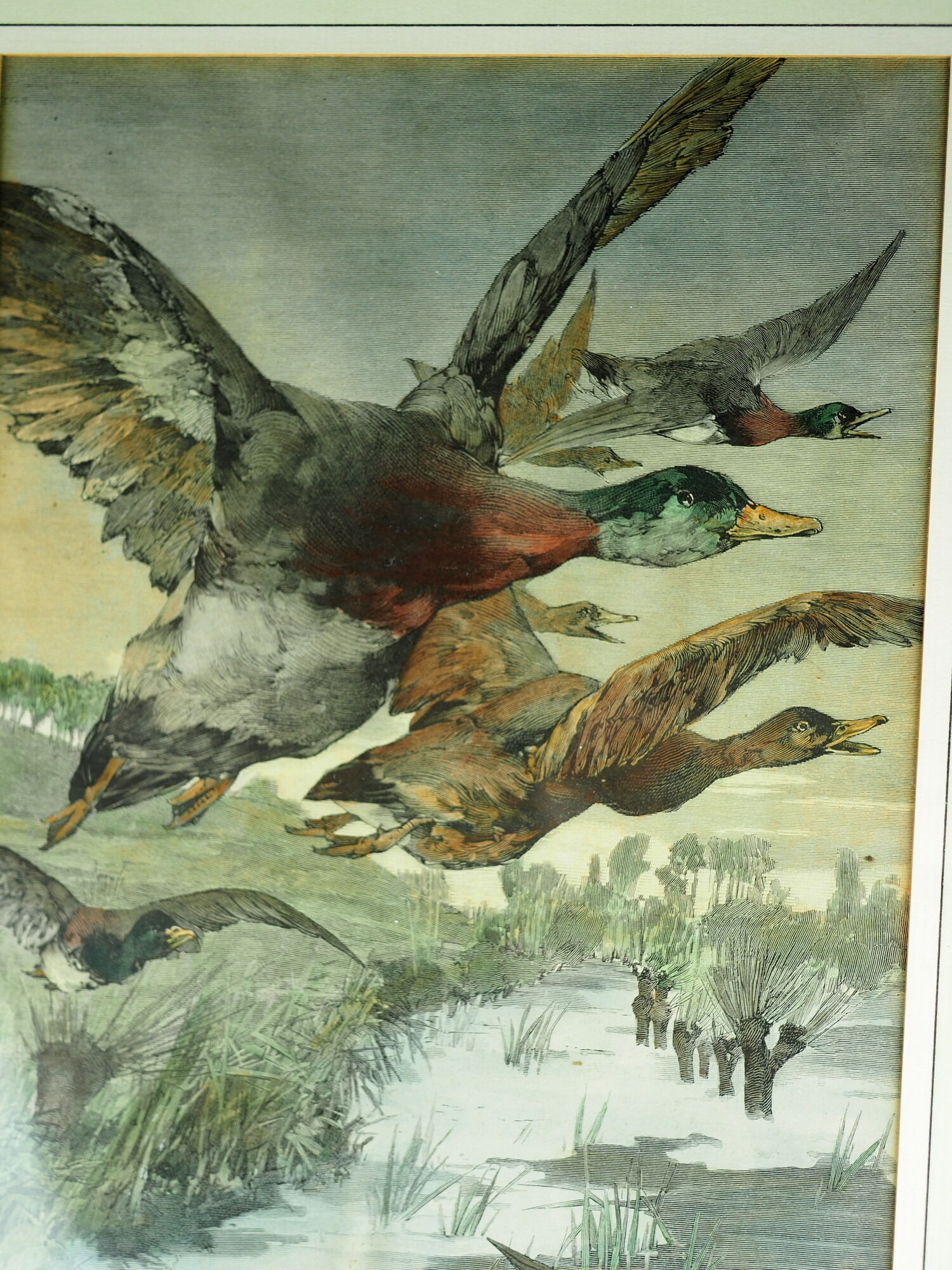 Flight of ducks, marshes and tetard willows - chromolithography Jules Habert-Dys - 1880