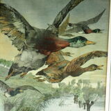 Flight of ducks, marshes and tetard willows - chromolithography Jules Habert-Dys - 1880