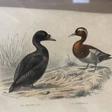 Birds frame