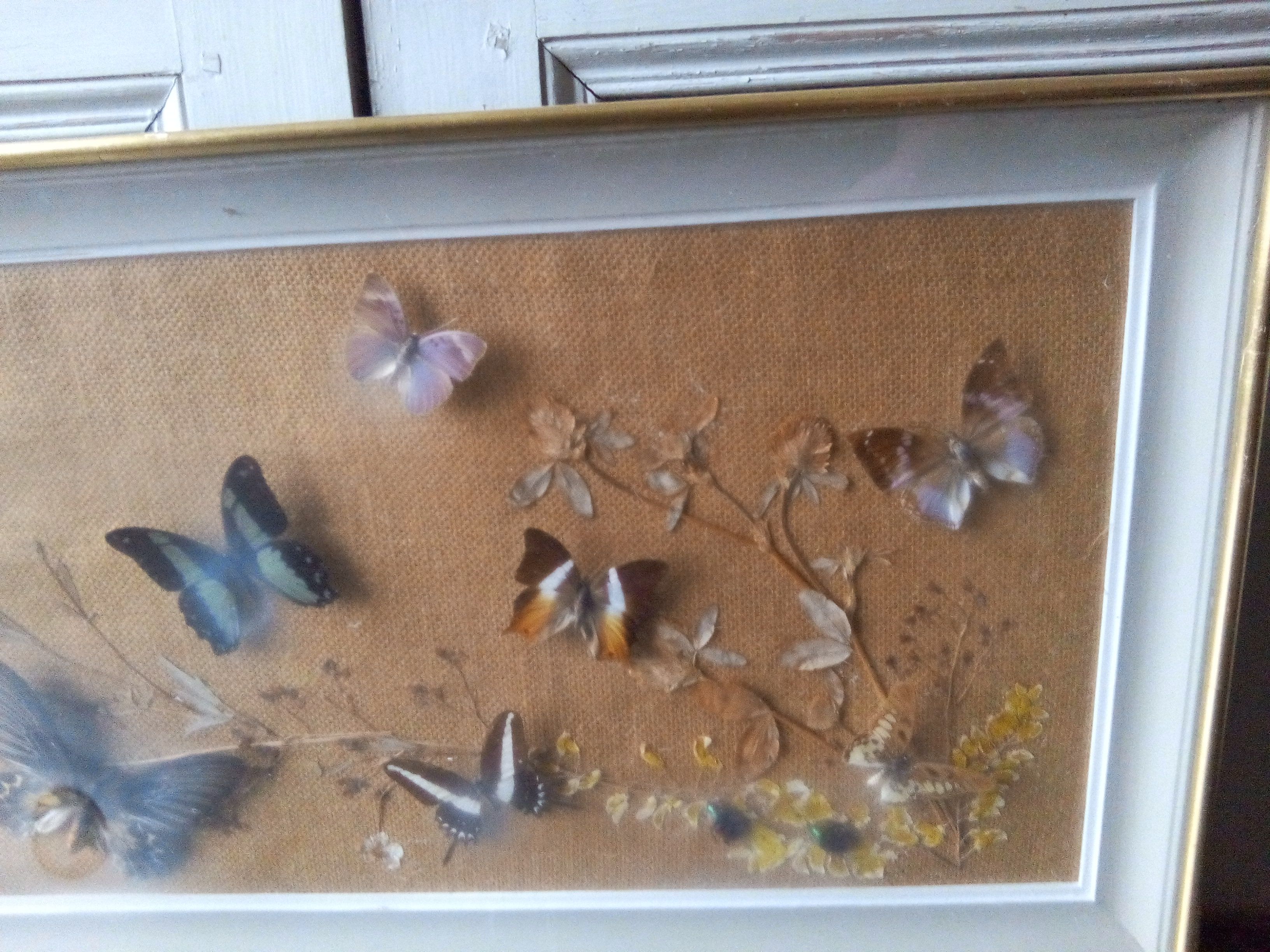 Showcase frame of Butterflies and beetles naturalized Entomology