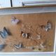 Showcase frame of Butterflies and beetles naturalized Entomology