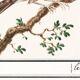 Small poster on the redpoll, after an old engraving from 1610.
