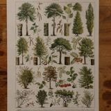 Original lithographs on trees