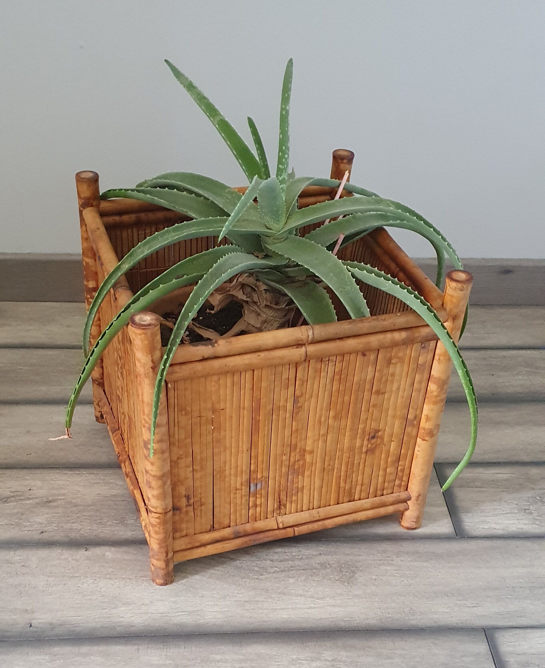 Porte plante