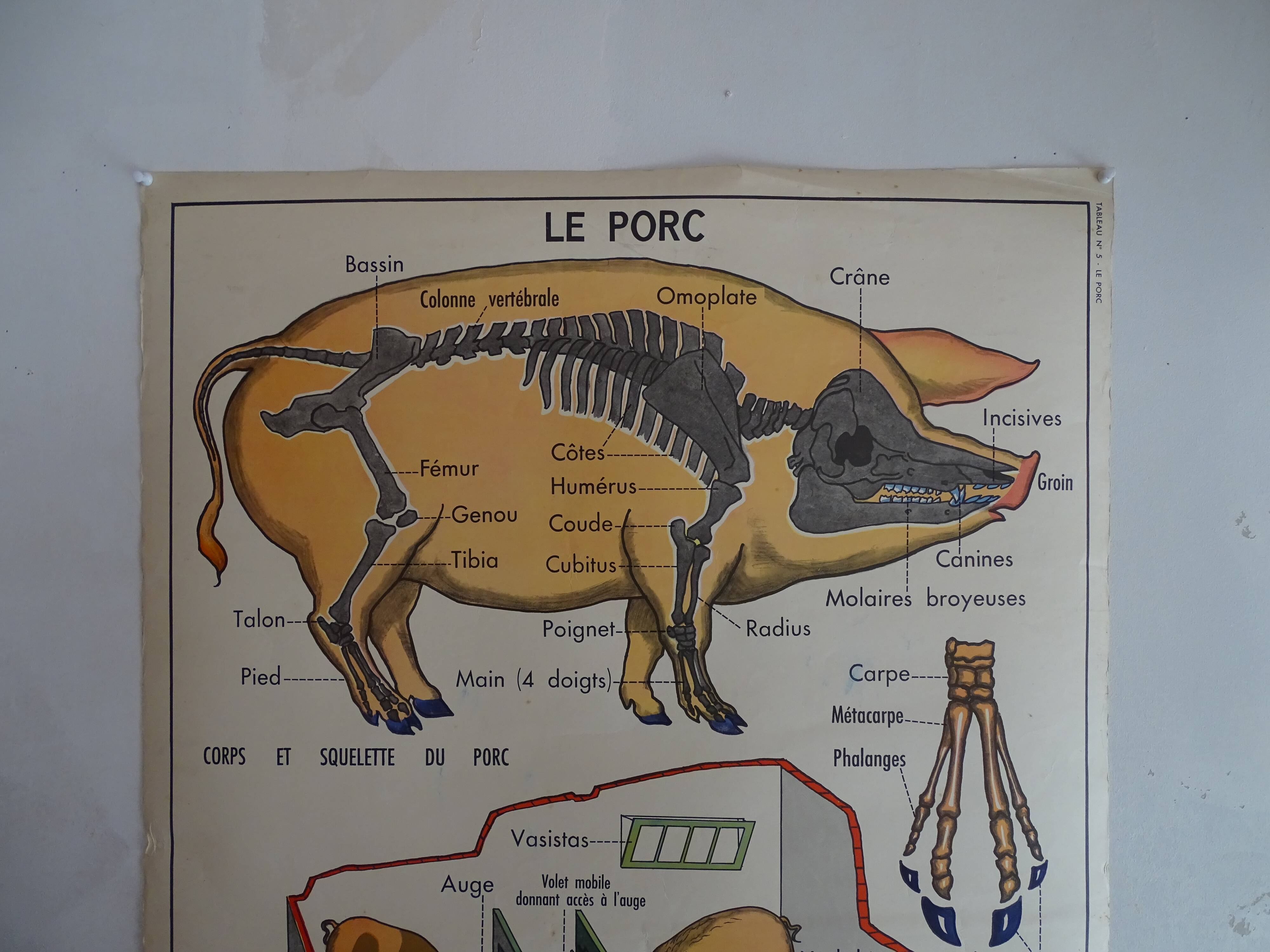 School poster on both sides anatomy the cat and pig . Edition MDI.1964