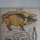 School poster on both sides anatomy the cat and pig . Edition MDI.1964