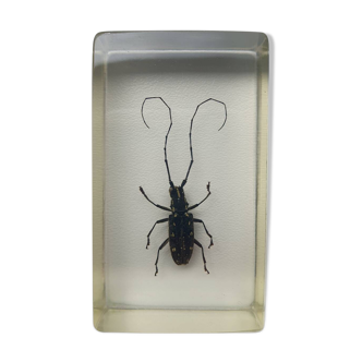 Resin inclusion insect - LONGHORNE OF LAOS Curiosity - No. 18