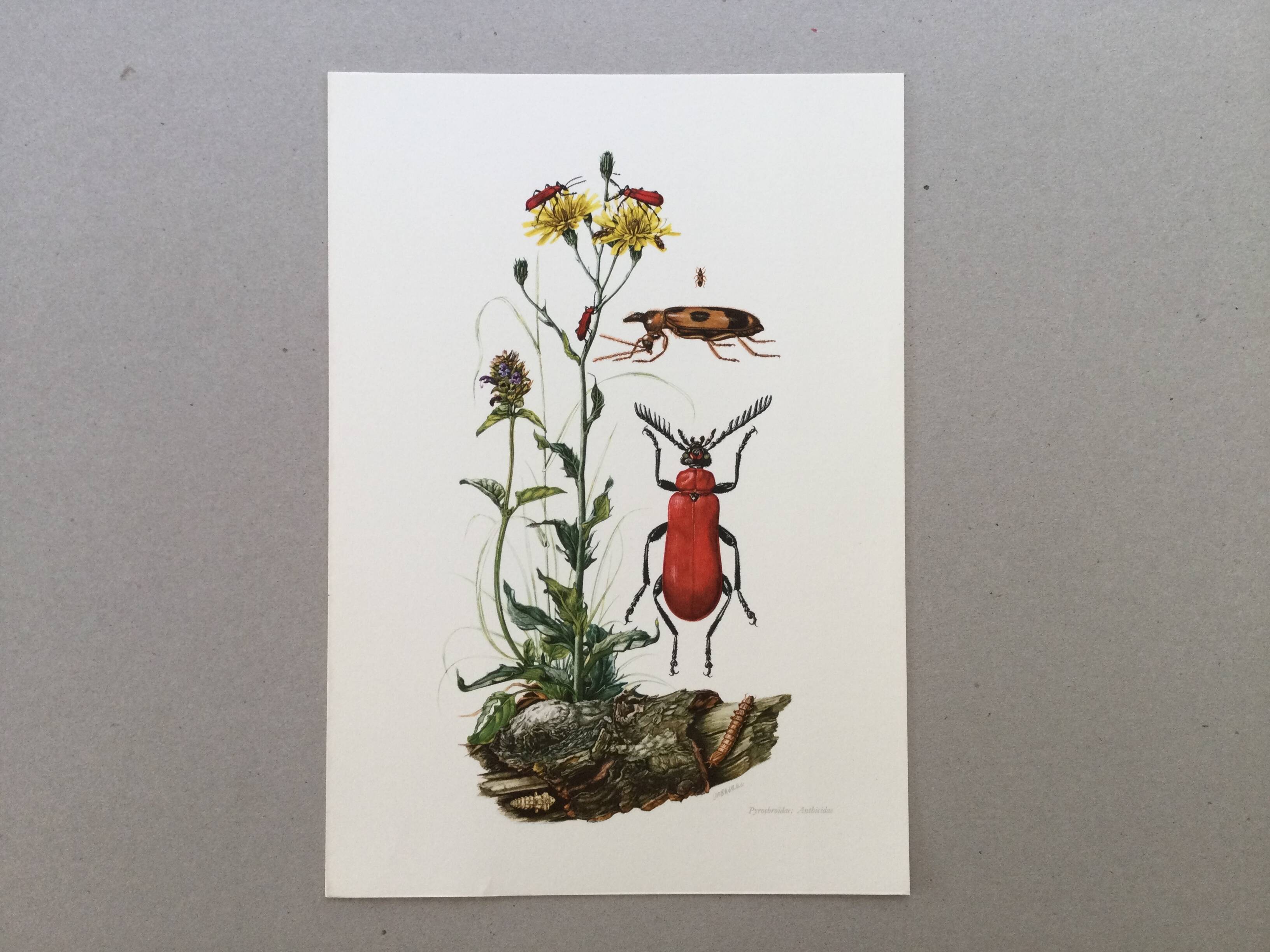 Antique Insect Illustration, Vintage Print, 1960s