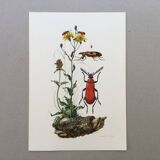 Antique Insect Illustration, Vintage Print, 1960s