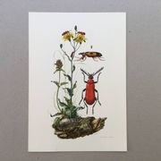 Antique Insect Illustration, Vintage Print, 1960s