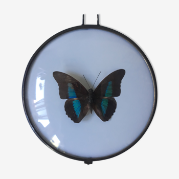 Framed butterfly bulging round frame