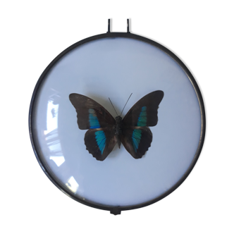 Papillon encadré cadre rond bombé