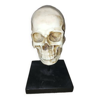 Skull in reduced model curiosity anatomy