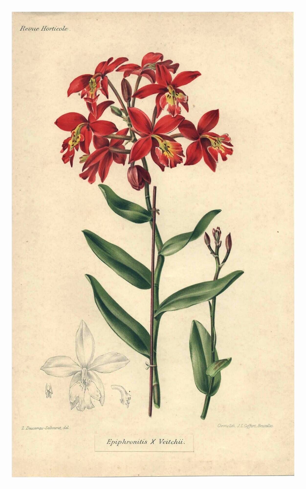 Botanical engraving from 1896 by Descamps-Sabouret • Epiphronitis hybrid • Old lithograph