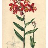 Botanical engraving from 1896 by Descamps-Sabouret • Epiphronitis hybrid • Old lithograph