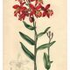 Botanical engraving from 1896 by Descamps-Sabouret • Epiphronitis hybrid • Old lithograph