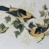 Table: Antique engraving by F Massa