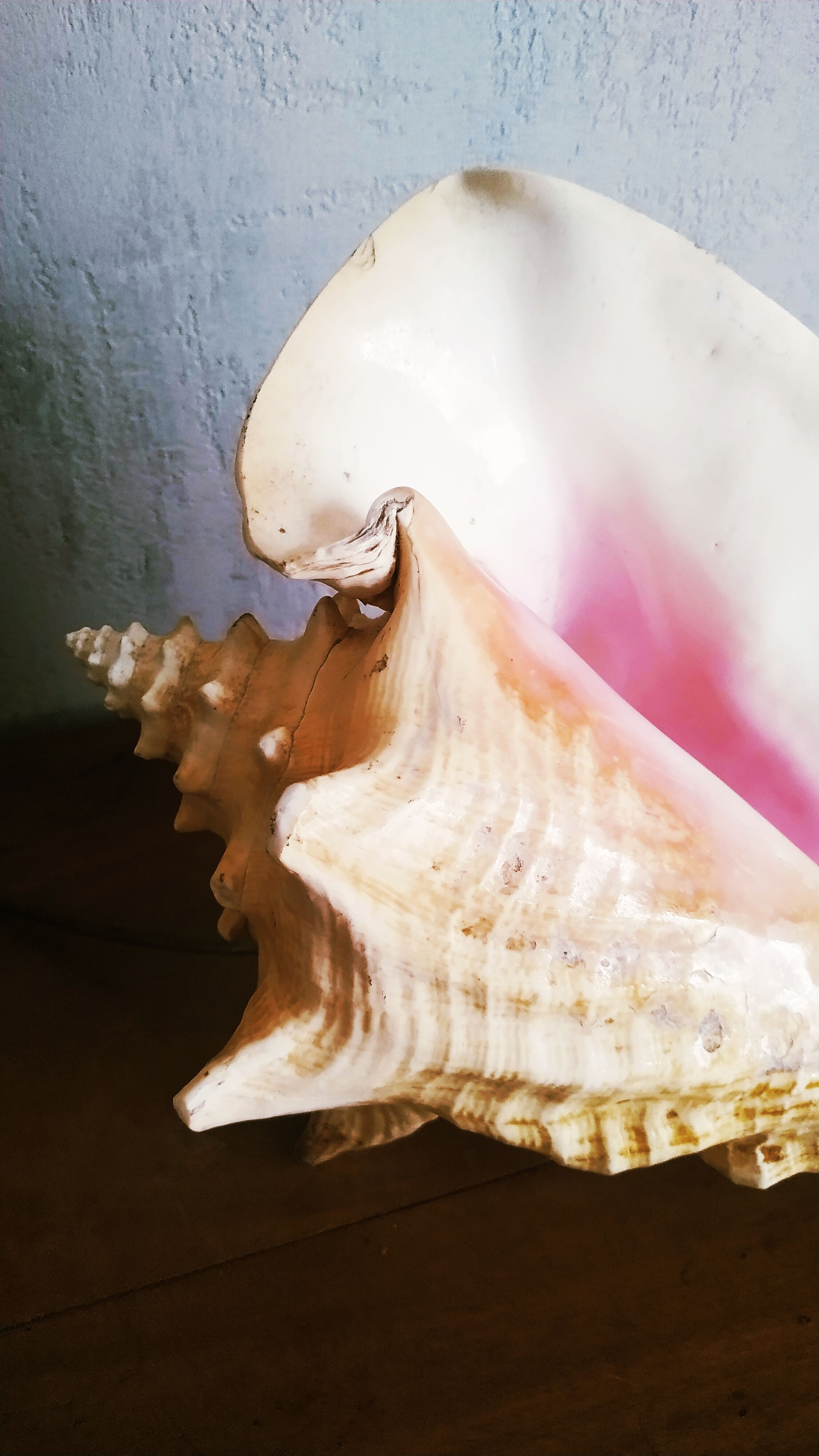 Natural seashell lamp