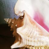 Natural seashell lamp