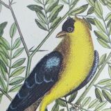 Antique bird engraving - Goldfinch - Vintage nature plate by Seligmann