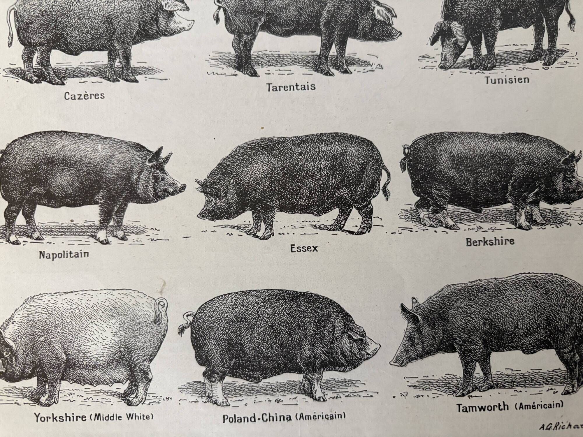 Old engraving of pork (1920)