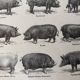 Old engraving of pork (1920)