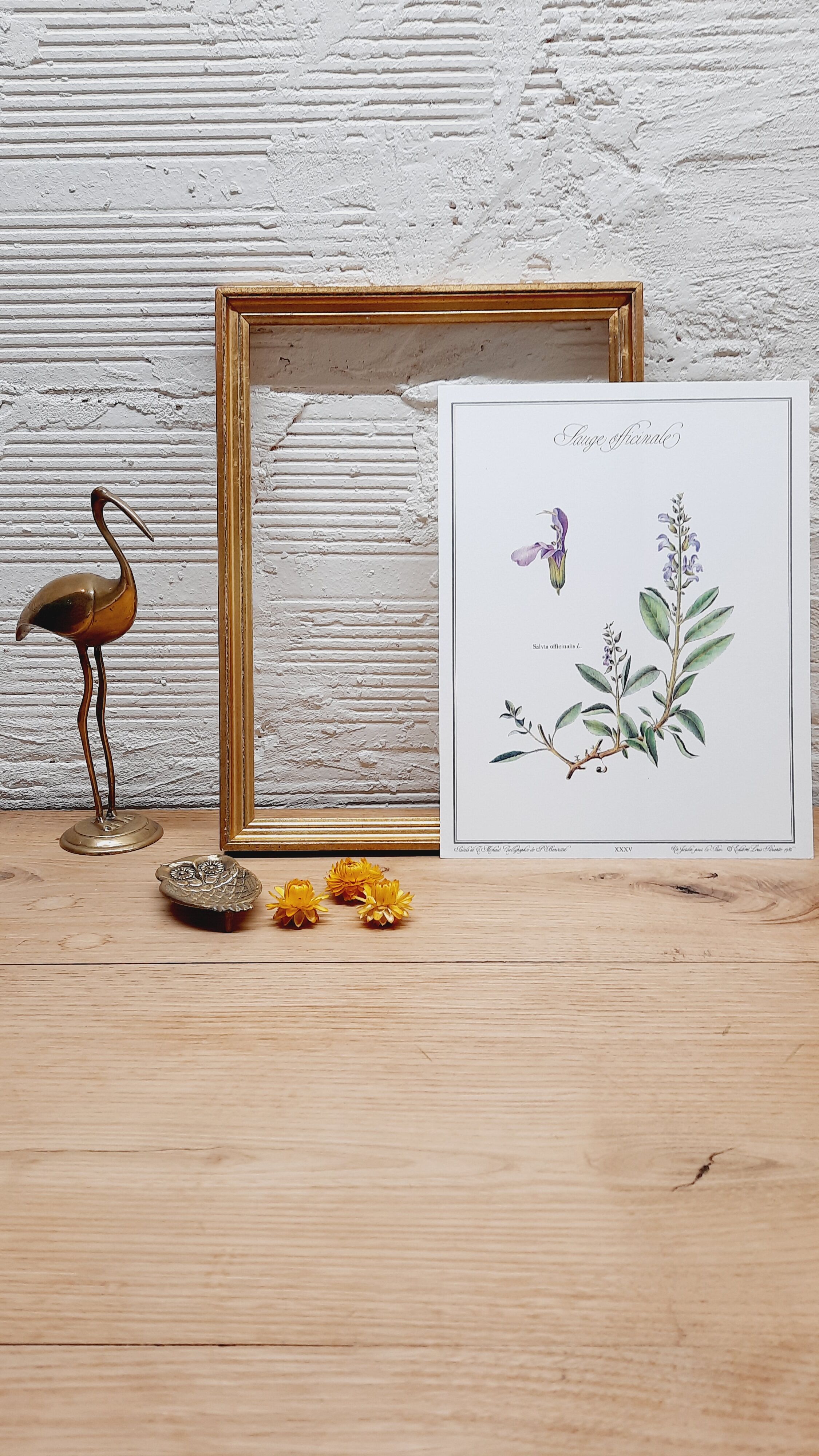 Planche botanique sauge officinale