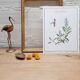 Planche botanique sauge officinale