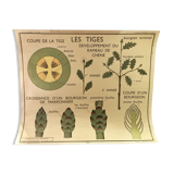 Nightingale educational poster