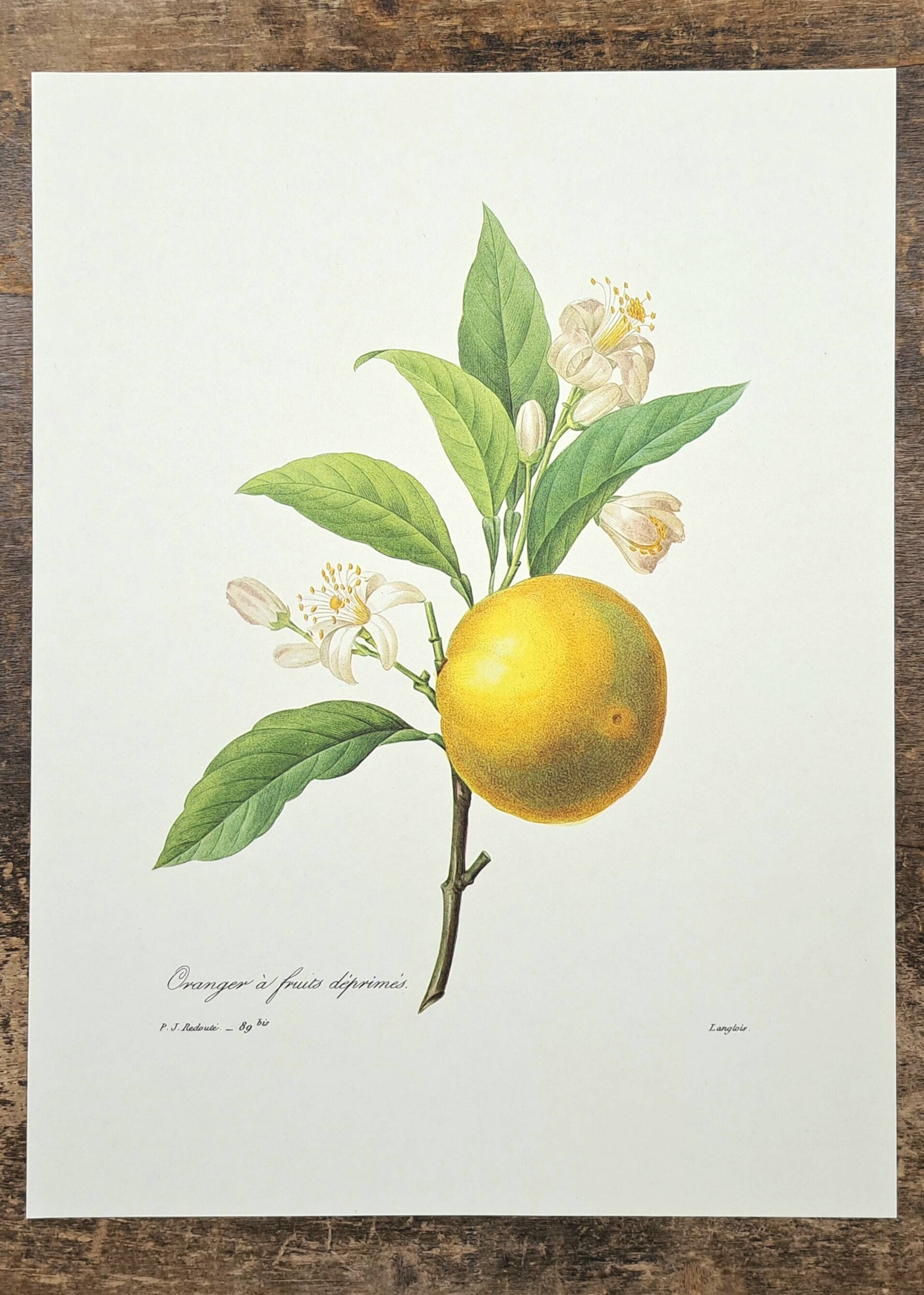 Orange tree with depressed fruits