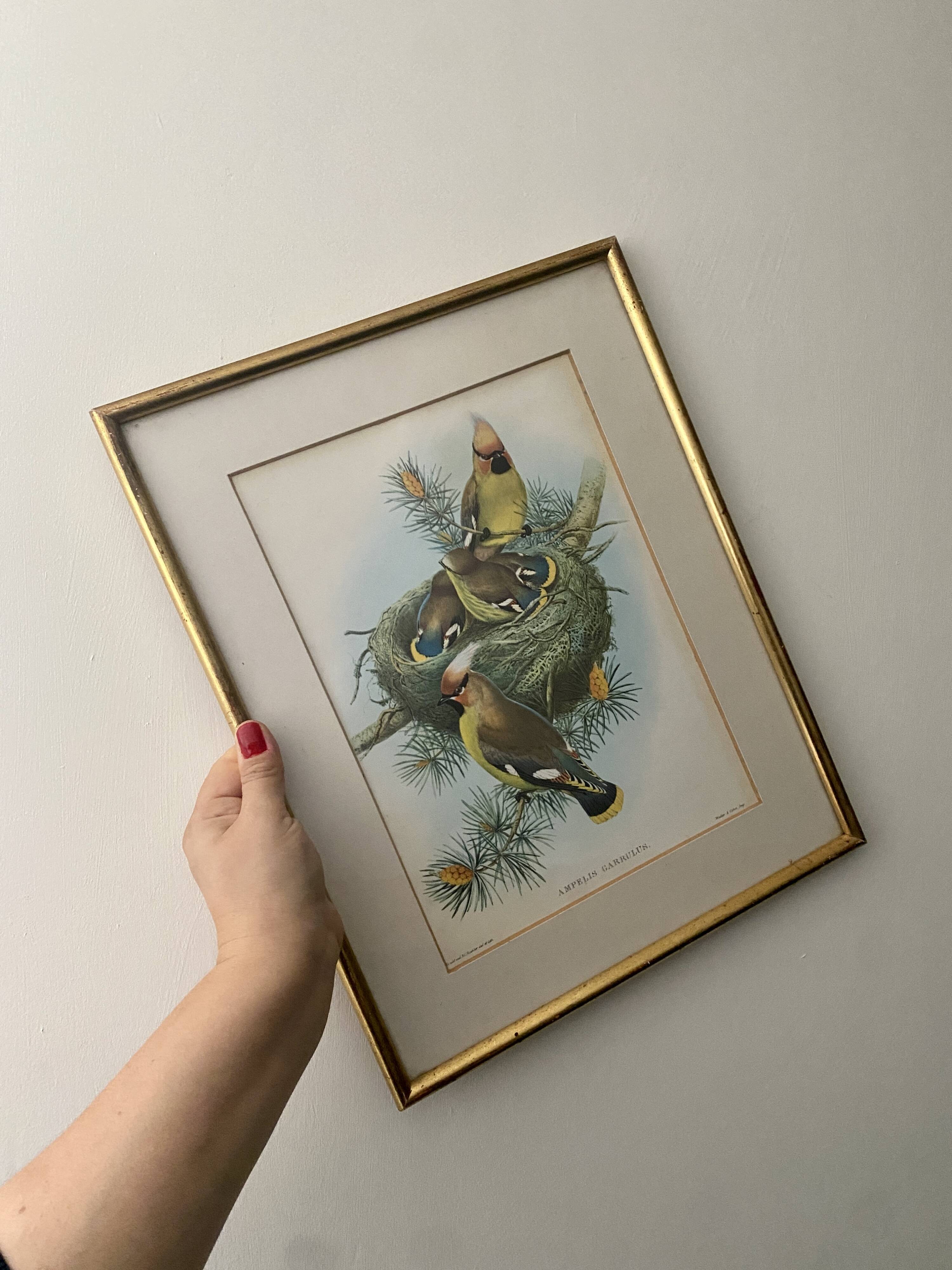 Old bird poster frame