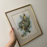 Old bird poster frame